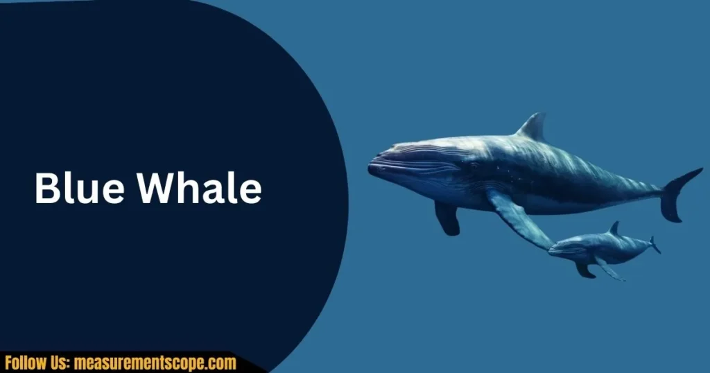 blue whale