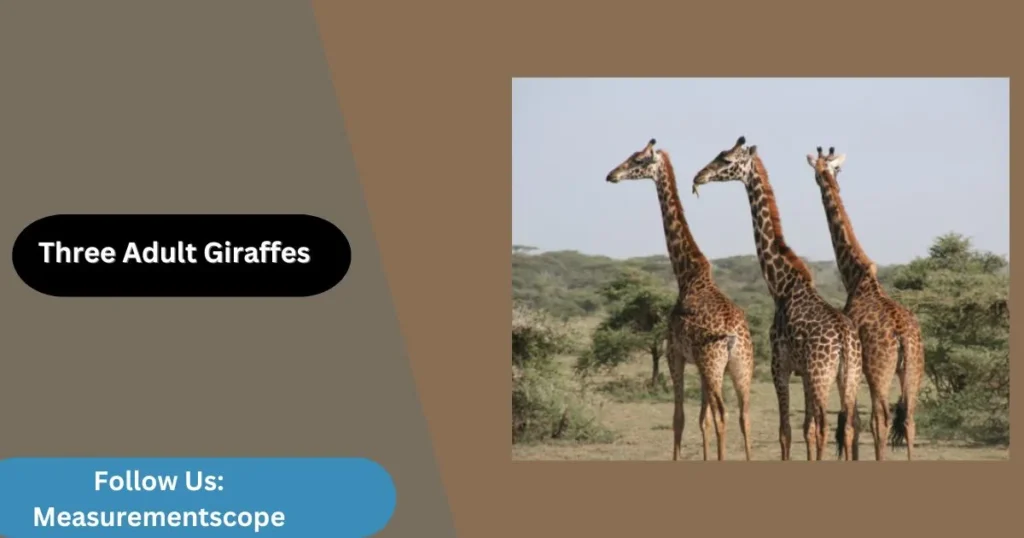 adult giraffes