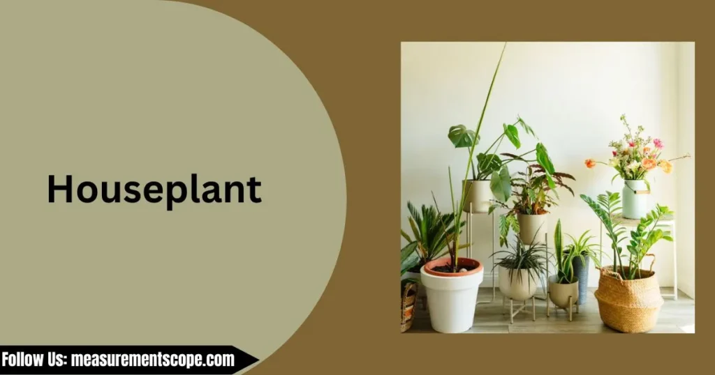 houseplant