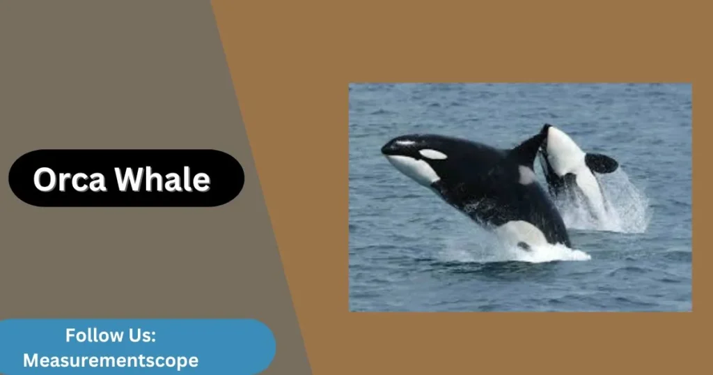 orca whale